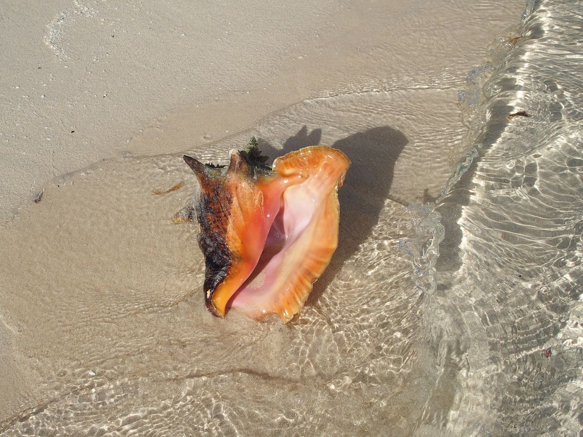 conch a homokban
